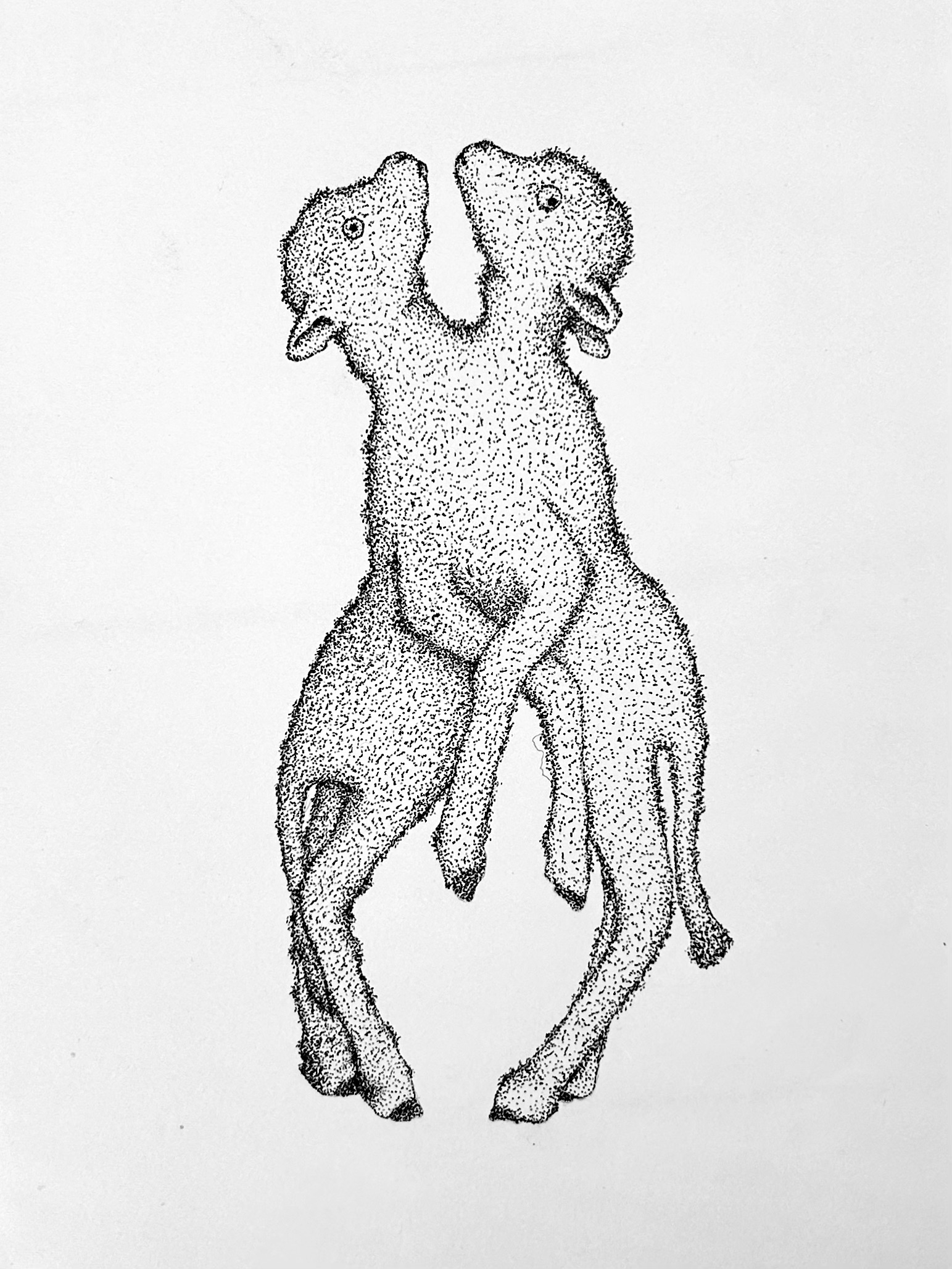 lamb